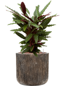 Pot luxe lite cylinder bronze