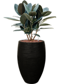 Pot nature rib emperor noire