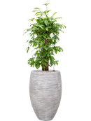 Pot nature rib emperor beige