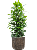 Pot luxe lite cylinder bronze