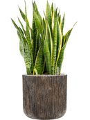 Pot luxe lite cylinder bronze