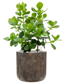 Pot luxe lite cylinder bronze