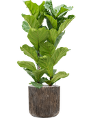 Pot luxe lite cylinder bronze