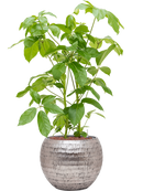 Pot opus globe argent