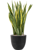 Pot bola couple noire