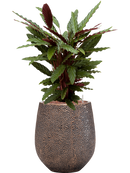 Pot opus emperor d'or