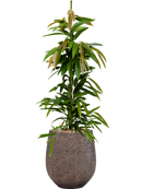 Pot opus emperor d'or