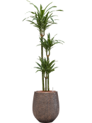 Pot opus emperor d'or