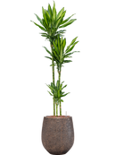 Pot opus emperor d'or