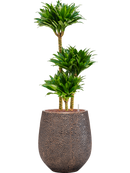 Pot opus emperor d'or