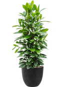 Pot bola couple noire