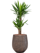 Pot opus emperor d'or