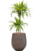 Pot opus emperor d'or