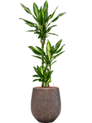 Pot opus emperor d'or