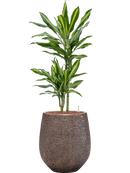 Pot opus emperor d'or