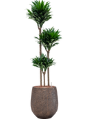 Pot opus emperor d'or