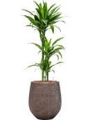 Pot opus emperor d'or