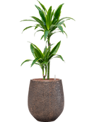 Pot opus emperor d'or