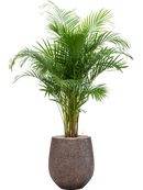 Pot opus emperor d'or