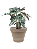 Pot terra cotta couple grise