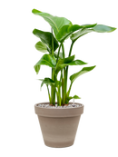 Pot terra cotta couple grise