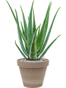 Pot terra cotta couple grise