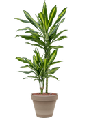 Pot terra cotta couple grise