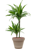 Pot terra cotta couple grise