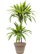 Pot terra cotta couple grise