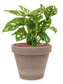 Pot terra cotta couple grise