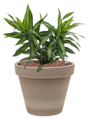 Pot terra cotta couple grise