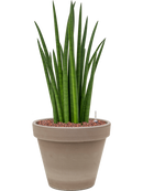 Pot terra cotta couple grise