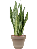 Pot terra cotta couple grise