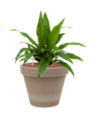 Pot terra cotta couple grise