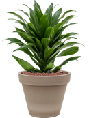 Pot terra cotta couple grise