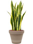 Pot terra cotta couple grise