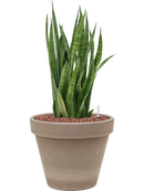 Pot terra cotta couple grise