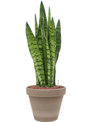 Pot terra cotta couple grise