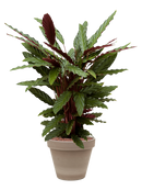 Pot terra cotta couple grise