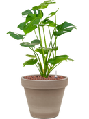 Pot terra cotta couple grise