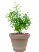 Pot terra cotta couple grise