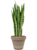 Pot terra cotta couple grise