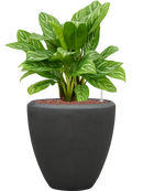 Pot polystone couple anthracite