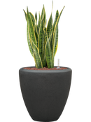 Pot polystone couple anthracite