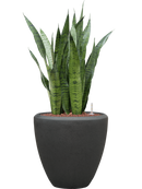 Pot polystone couple anthracite