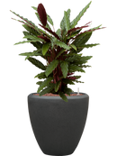 Pot polystone couple anthracite