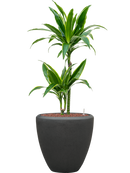 Pot polystone couple anthracite