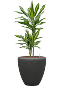 Pot polystone couple anthracite