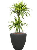 Pot polystone couple anthracite