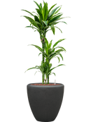 Pot polystone couple anthracite